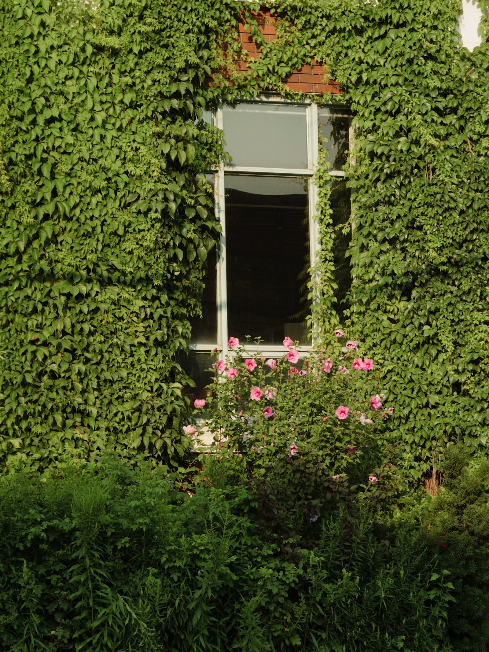 An overgrown house wall swallowed by ivy