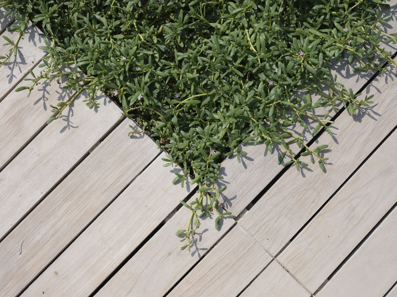 Light decking boards meeting a planted border